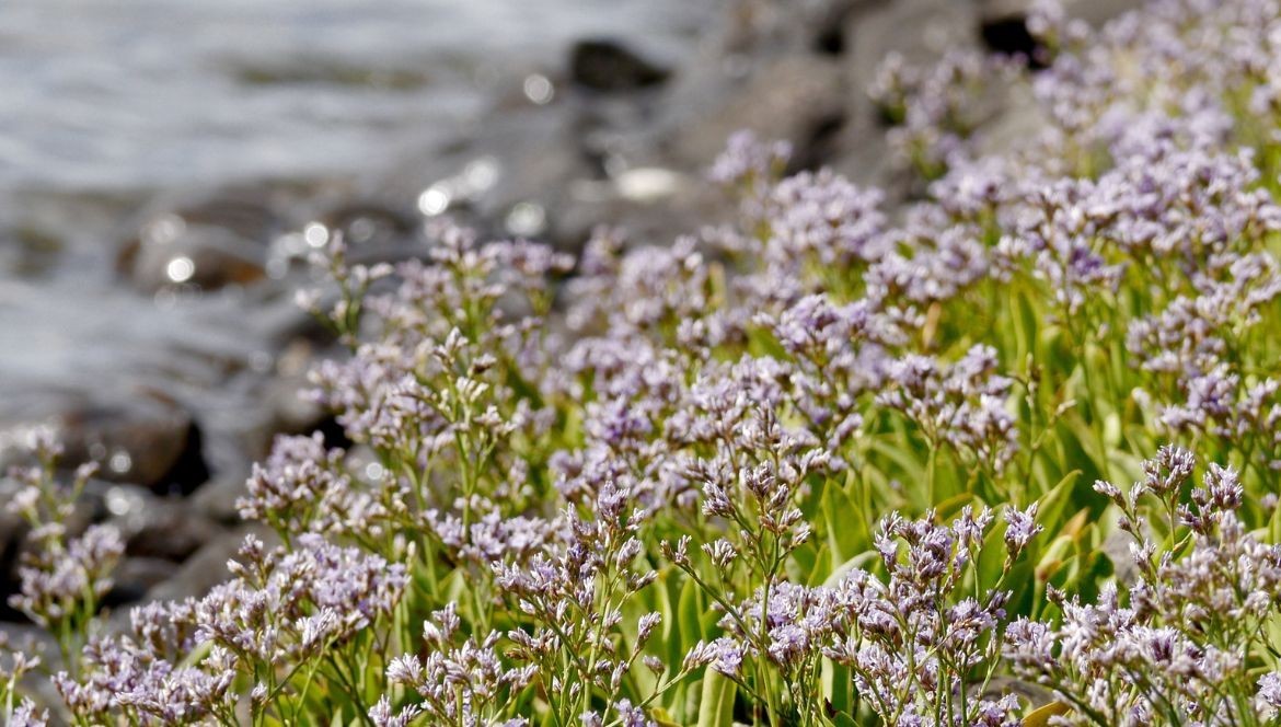 L’IMMORTELLE BLEUE DE MER : LE TRÉSOR DU LITTORAL